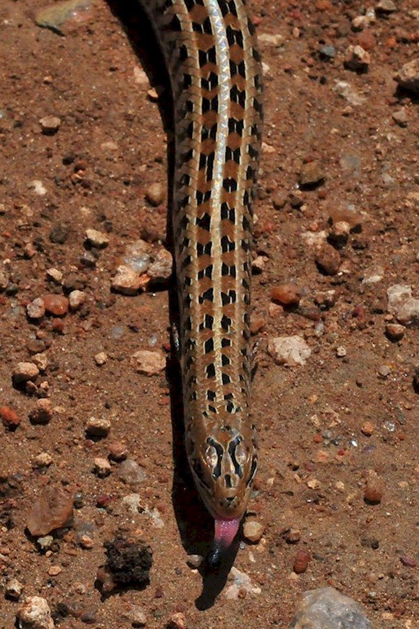 western skink tongue