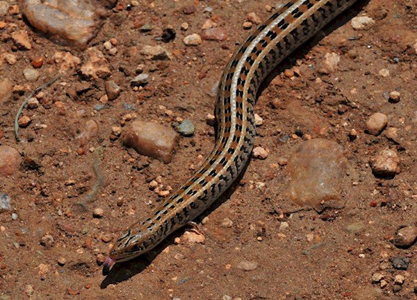 western skink