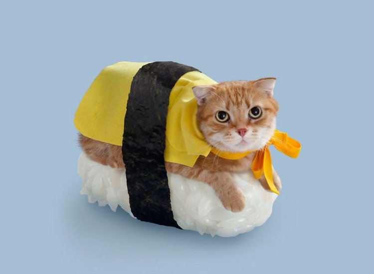 yellow sushi cat