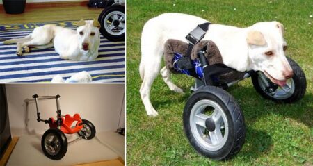 3D Printed Wheelchair Immobile Dogs