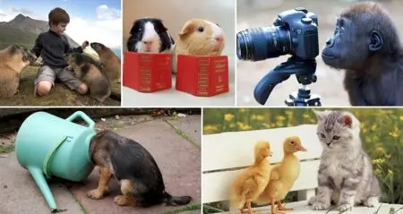 Adorable Curious Animals