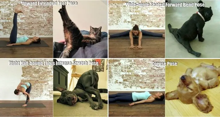 Animals Doing Yoga