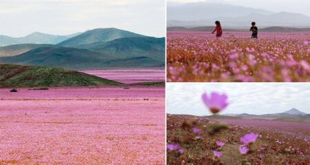 Atacama Driest Desert Flowers