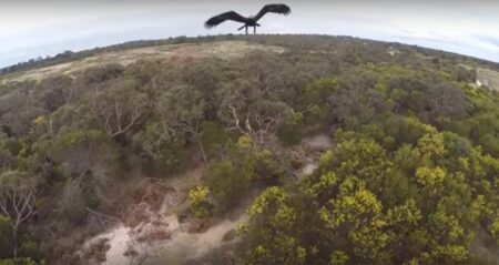 Eagle Destroys Drone