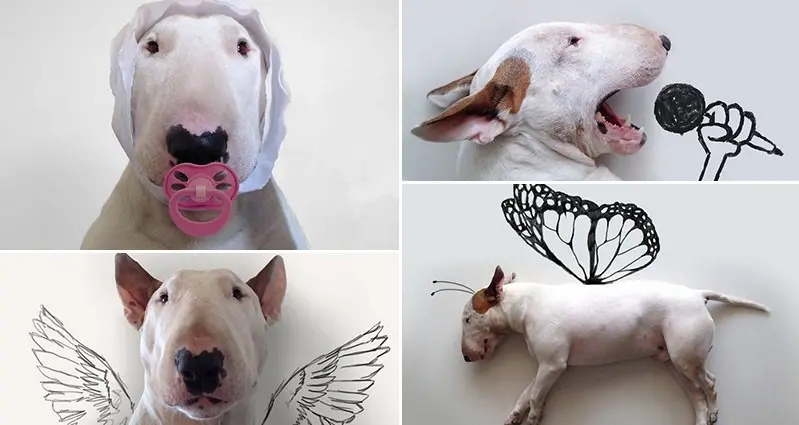 jimmy the bull terrier