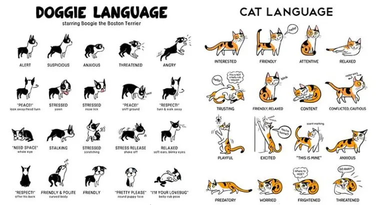 Lili Chin Body Language Cats And Dogs Illustrations