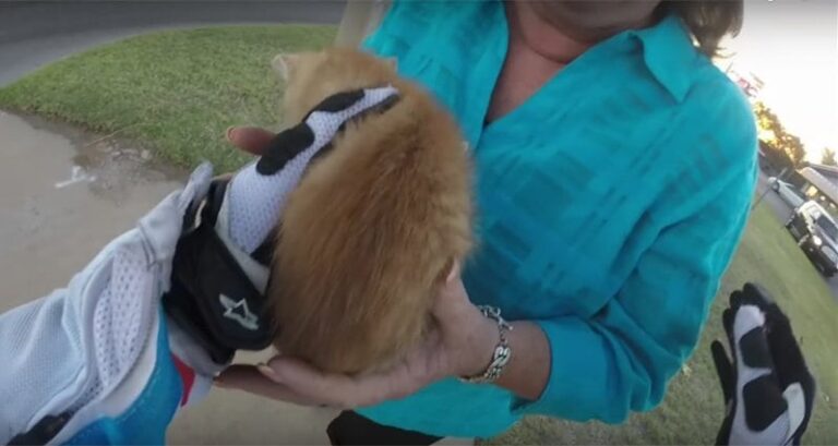 Motorcyclist Rescued Kitten Busy Road