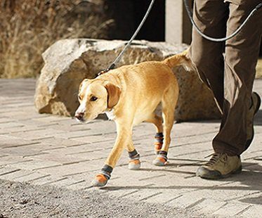 Outdoor Dog Boots