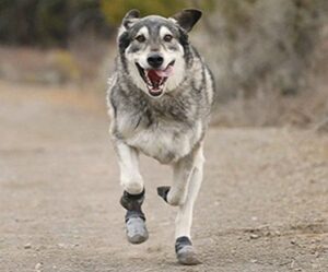Outdoor Dog Boots running