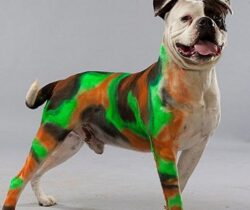 Pet Paint Colored Hair Spray camo