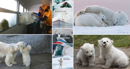 Polar Bears Extinction