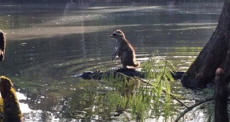 Racoon Riding Alligator Florida