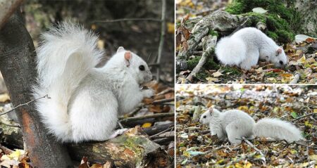 Rare White Squirrel Andrew Fulton Photography