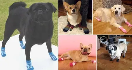 Sock-Wearing Dogs