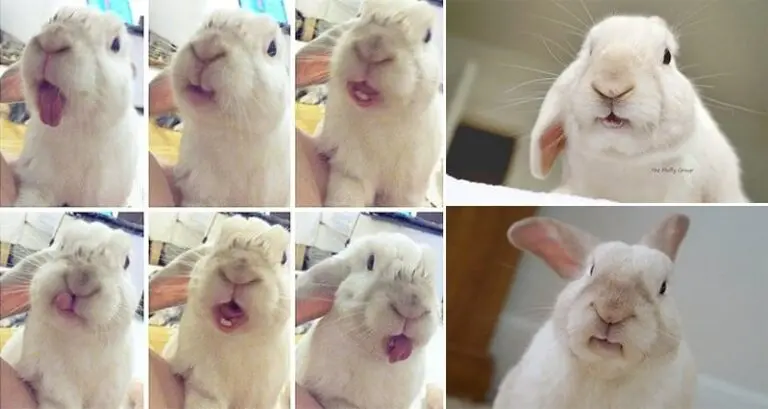 The Fluffy Group Arnie Bunny Pulls Faces