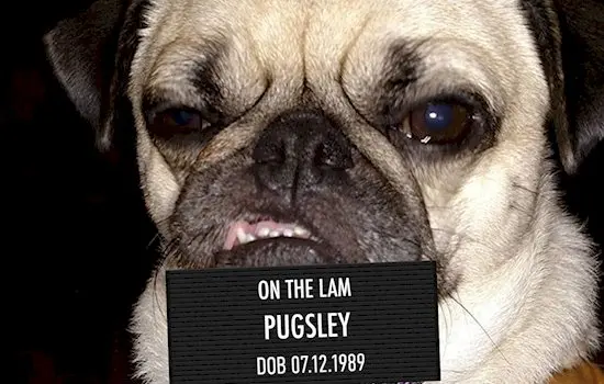 animal-mugshots-cute-pugsley