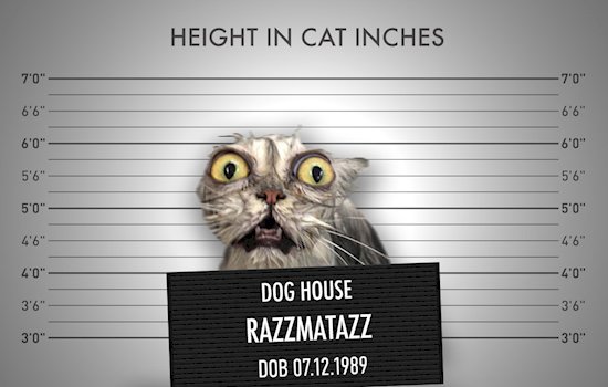 16 Mugshots Of Adorable Animals Gone Bad
