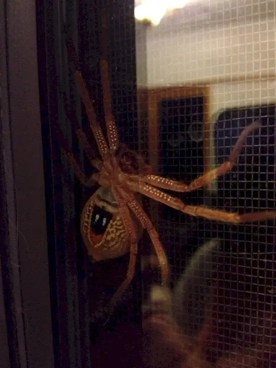 australia-out-to-get-you-spider