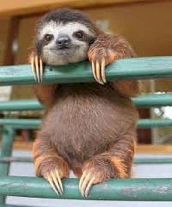 baby sloth