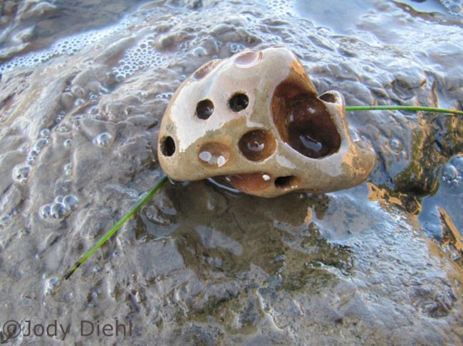 beach-clam