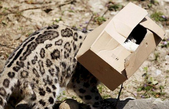 big cat head box