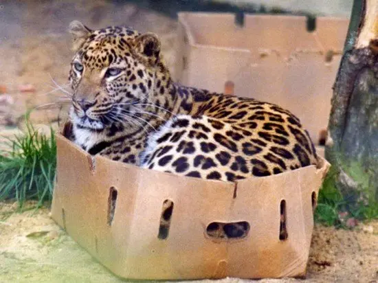 big cat in box