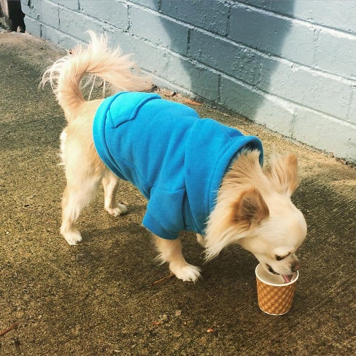 blue shirt dog drinking