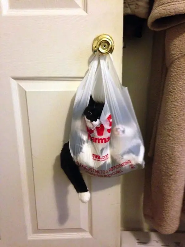 cat-bag