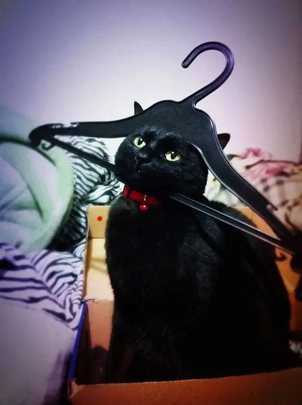 cat-hanger
