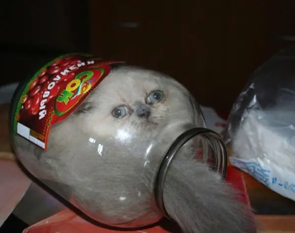 cat-jar