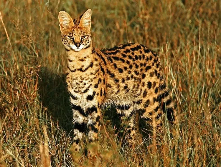cat-serval