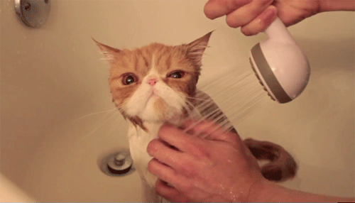 cat shower
