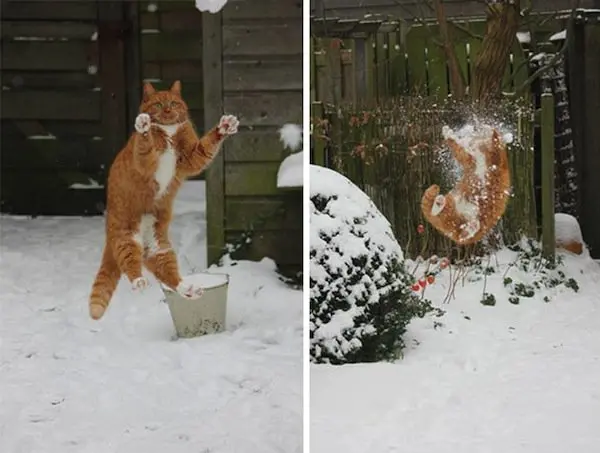 cat-snow