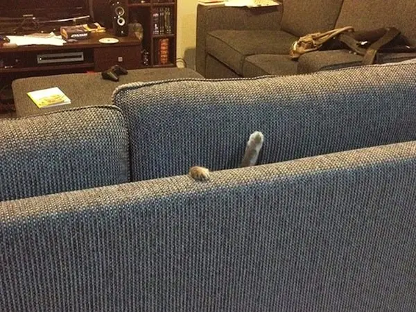 cat-sofa