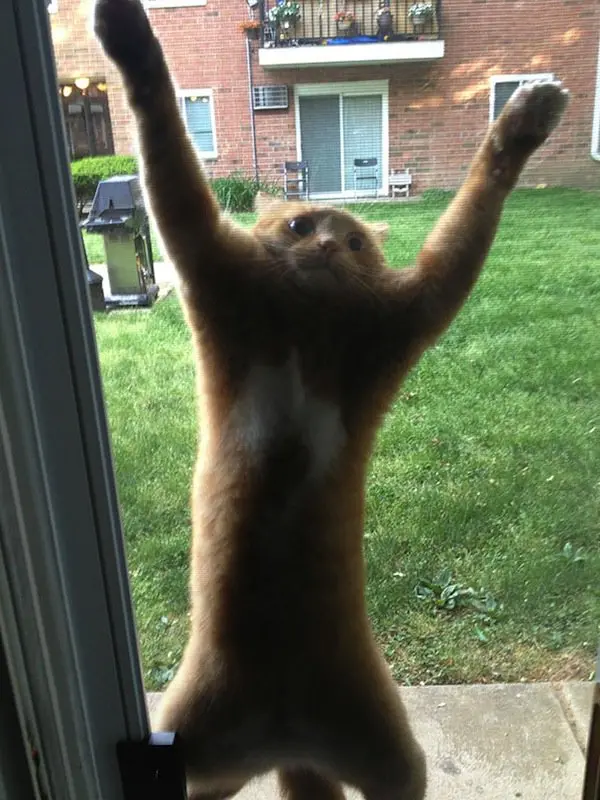 cat-window