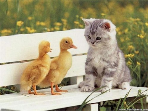 curious-animals-ducks