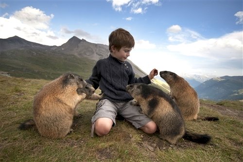 curious-animals-marmot