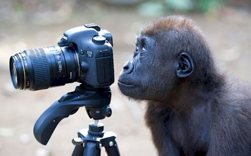 curious-animals-primate