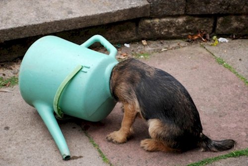 curious-animals-watering-can