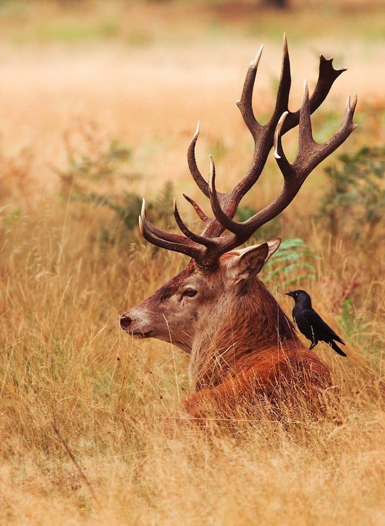 deer-antlers