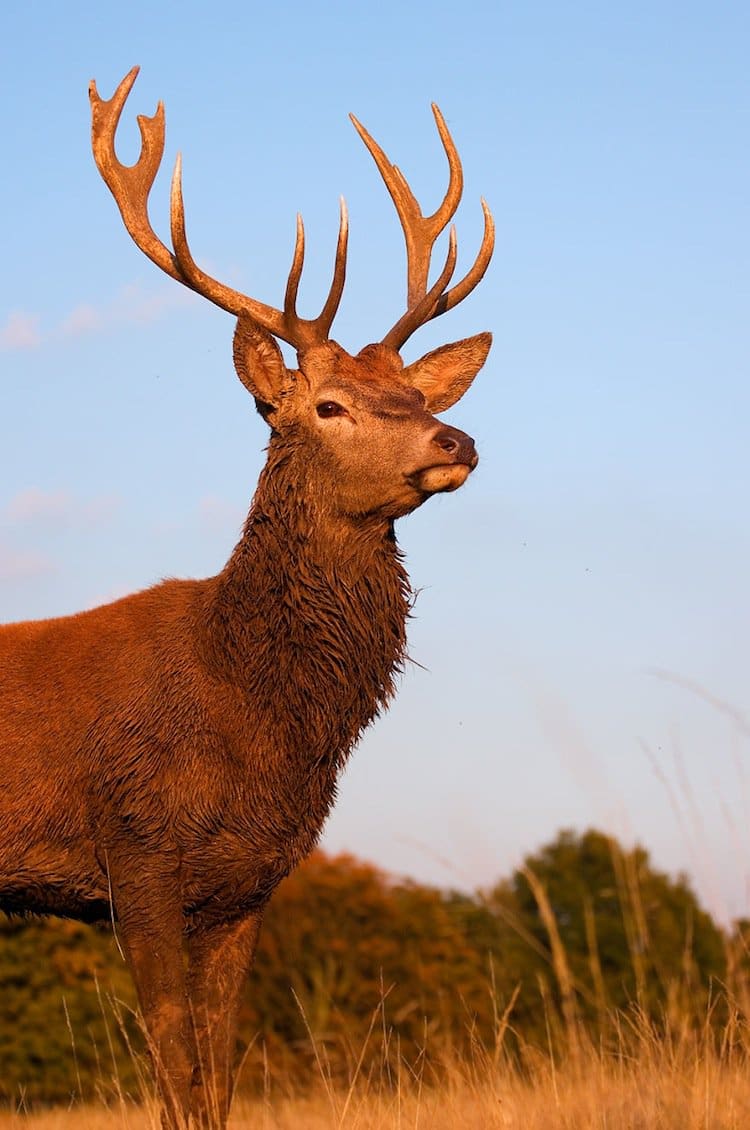 deer-stag
