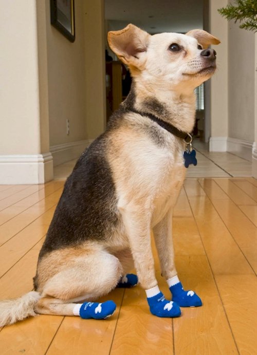 dogs-in-socks-blue