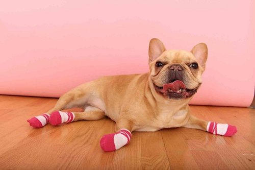 dogs-in-socks-frenchie