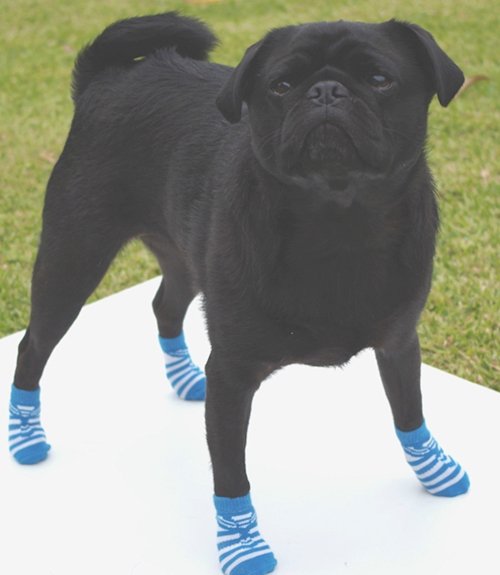 dogs-in-socks-pug