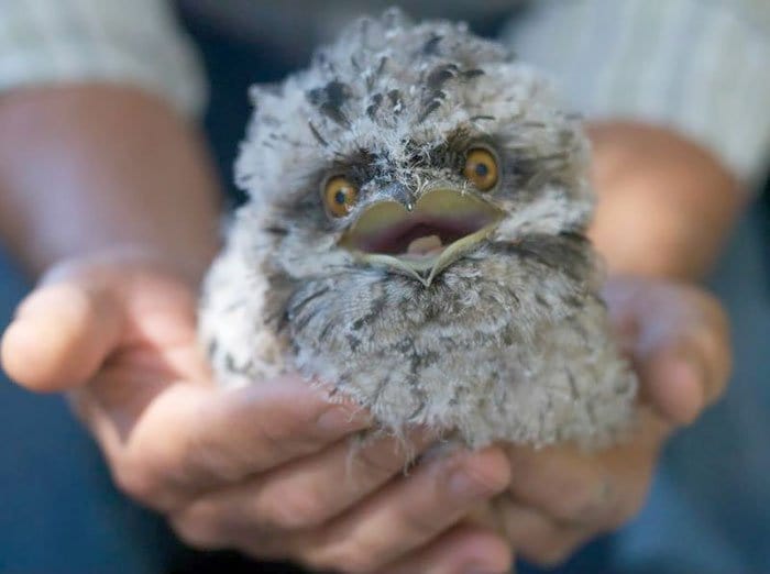 frogmouth-eyes