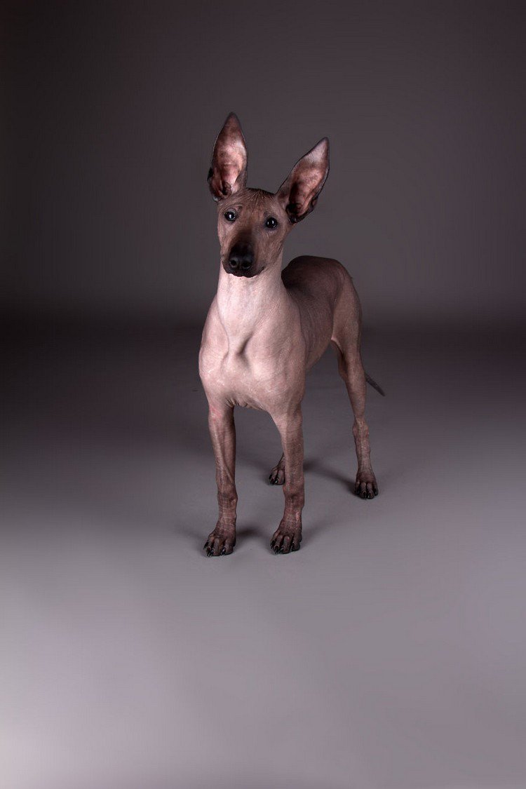 hairless dogs