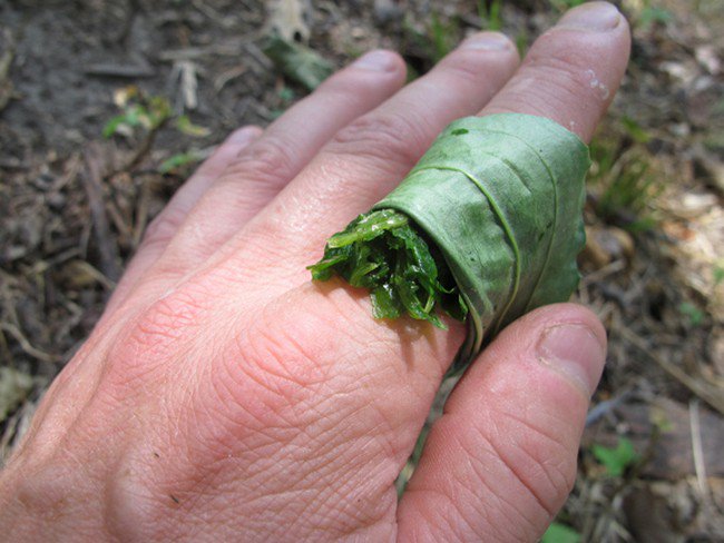 leaf bandage