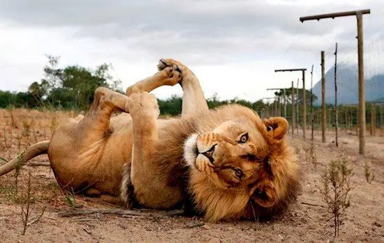 lion playing with feet