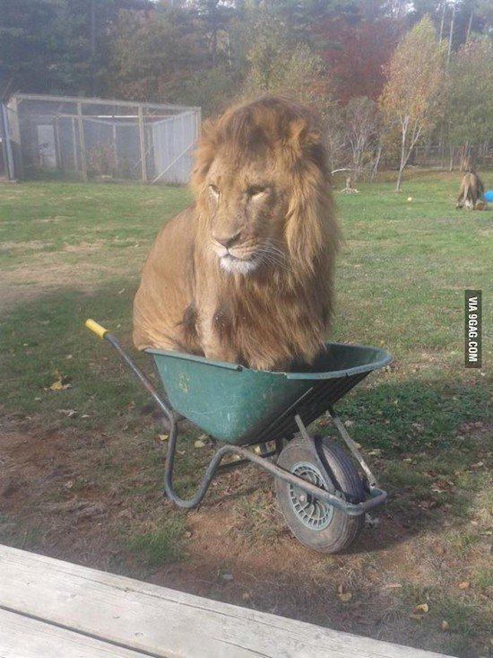 lion wheelbarrow