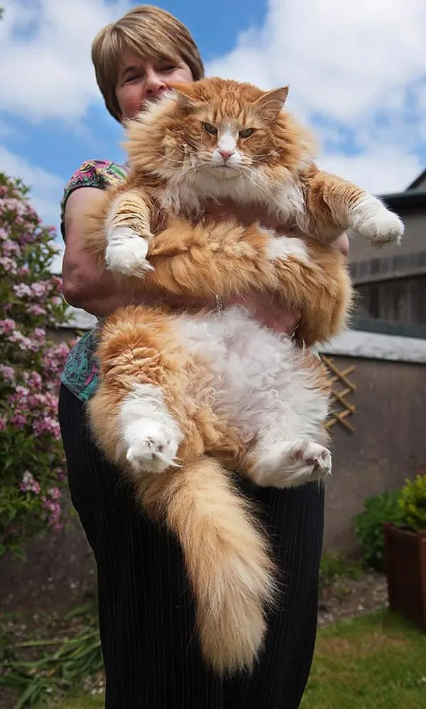 pygmy forest cat